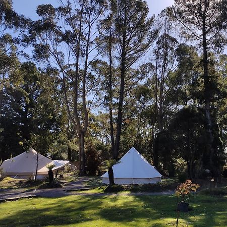 Glamping At Zeehan Bush Camp المظهر الخارجي الصورة